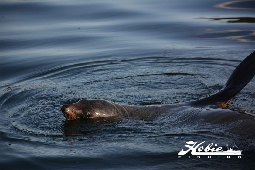 r3_mallacoota_22_0054