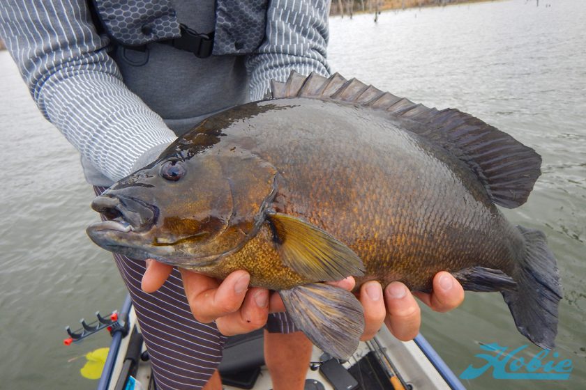 sooty_grunter_201810
