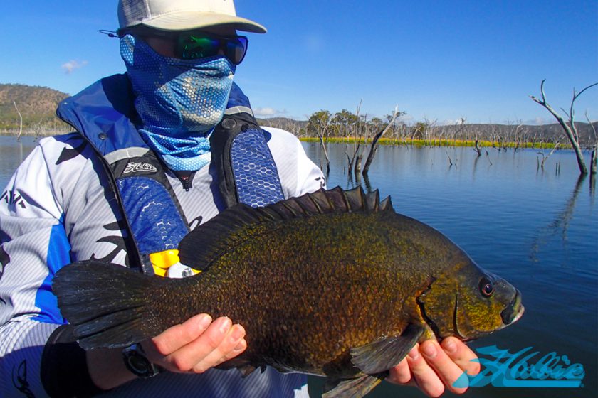 sooty_grunter_201811