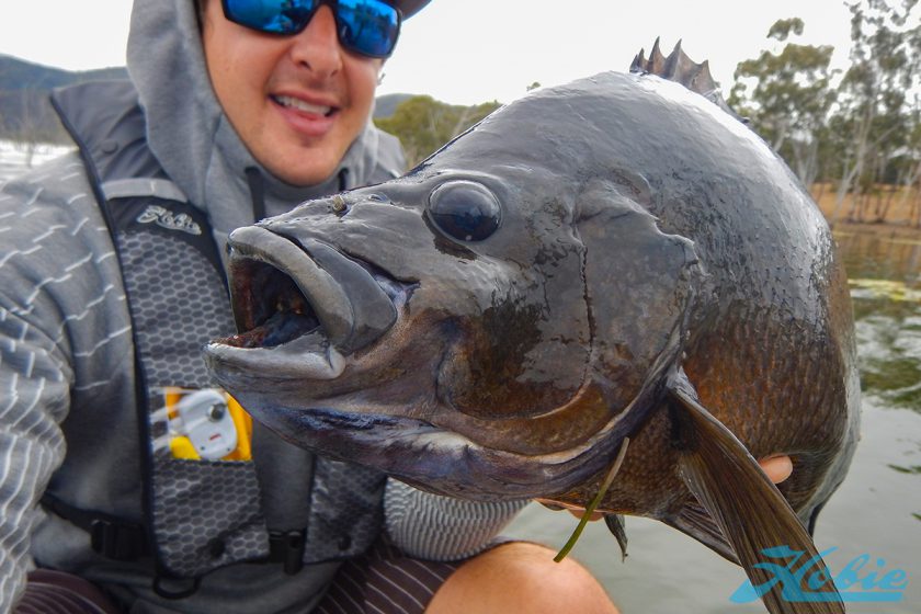 sooty_grunter_20185